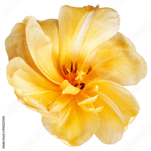 Fototapeta Naklejka Na Ścianę i Meble -  tulip flower  on  isolated background with clipping path. Closeup. For design. Transparent background.	
