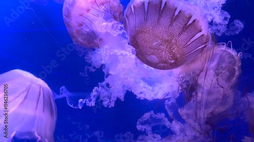 Colorful jellyfish float gracefully in a blue-lit aquarium water, showcasing their vibrant tentacles. Sea life with calm and tranquility