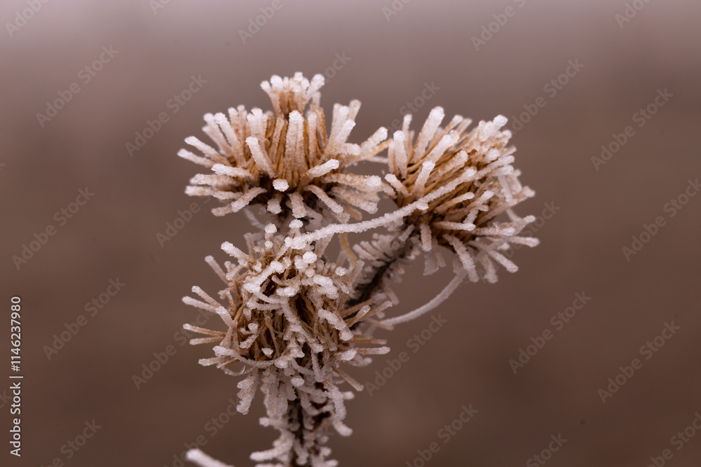 fogy, ice, crystal, flower, nature, plant, spring, macro, flowers, summer, grass, garden, white, flora, blossom, bloom, season, herb, closeup, beauty, close-up, bee, blue, meadow, winter, leaf, bud, t fogy, ice, crystal, flower, nature, plant, spring, macro, flowers, summer, grass, garden, white, flora, blossom, bloom, season, herb, closeup, beauty, close-up, bee, blue, meadow, winter, leaf, bud, t