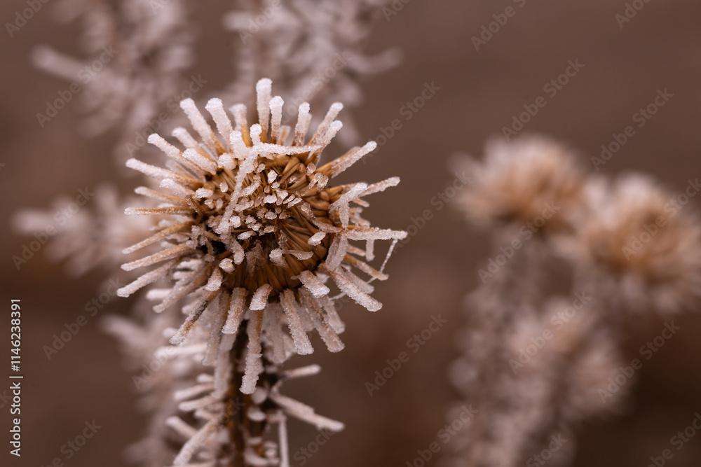 fogy, ice, crystal, flower, nature, plant, spring, macro, flowers, summer, grass, garden, white, flora, blossom, bloom, season, herb, closeup, beauty, close-up, bee, blue, meadow, winter, leaf, bud, t fogy, ice, crystal, flower, nature, plant, spring, macro, flowers, summer, grass, garden, white, flora, blossom, bloom, season, herb, closeup, beauty, close-up, bee, blue, meadow, winter, leaf, bud, t