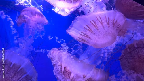 Colorful jellyfish float gracefully in a blue-lit aquarium water, showcasing their vibrant tentacles. Sea life with calm and tranquility