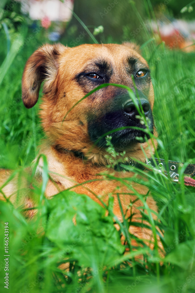 Dog in animal shelter waiting for adoption. Portrait of homeless dog in animal shelter cage. Dog in animal shelter waiting for adoption. Portrait of homeless dog in animal shelter cage.