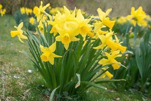 a group of blooming daffodils, yellow blossoms photo