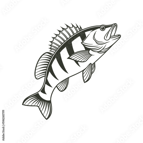 American Yellow Perch Fish Vector Art and Illustration