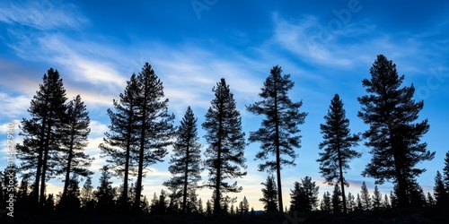 Silhouettes of pine trees stand prominently against the sky, creating a striking contrast. The pine trees outlines form a beautiful scene, enhancing the natural beauty of the sky.