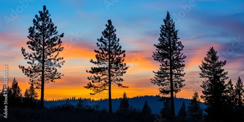 Silhouettes of pine trees stand prominently against the sky, creating a striking contrast. The pine trees outlines form a beautiful scene, enhancing the natural beauty of the sky. photo