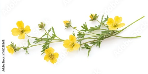 Isolated Shrubby Cinquefoil plant showcased on a white background, highlighting the unique features of the Shrubby Cinquefoil in an elegant presentation for floral enthusiasts. photo