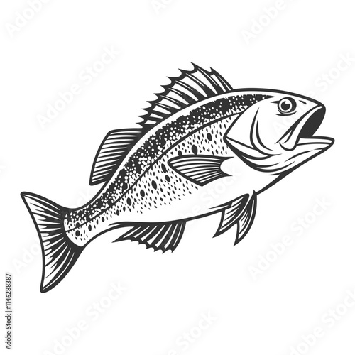 Atlantic Croaker Fish Vector Art and Illustration