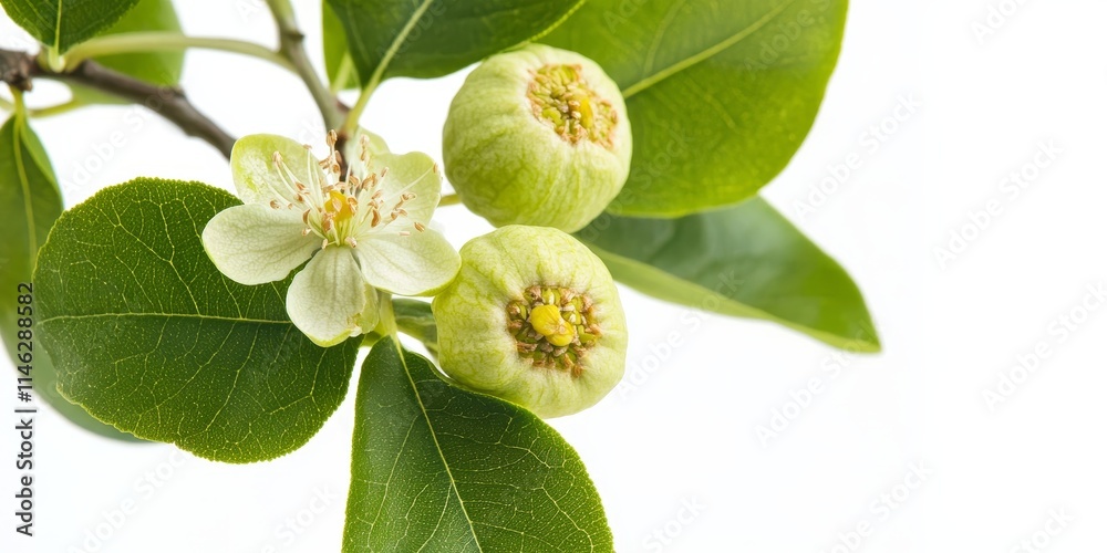 Green walnut and green walnut flower isolated against a white background, showcasing the unique features and beauty of the green walnut and its delicate flower in a clean setting. Green walnut and green walnut flower isolated against a white background, showcasing the unique features and beauty of the green walnut and its delicate flower in a clean setting.