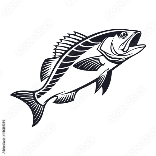 Atlantic Croaker Fish Vector Art and Illustration