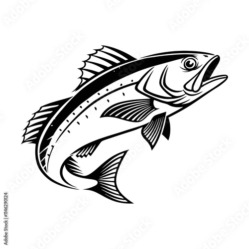 Atlantic Croaker Fish Vector Art and Illustration