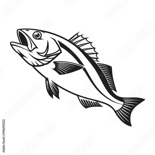 Atlantic Croaker Fish Vector Art and Illustration