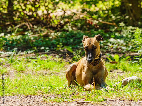 Dog greyhound is resting outdoors. Spanish galgo.