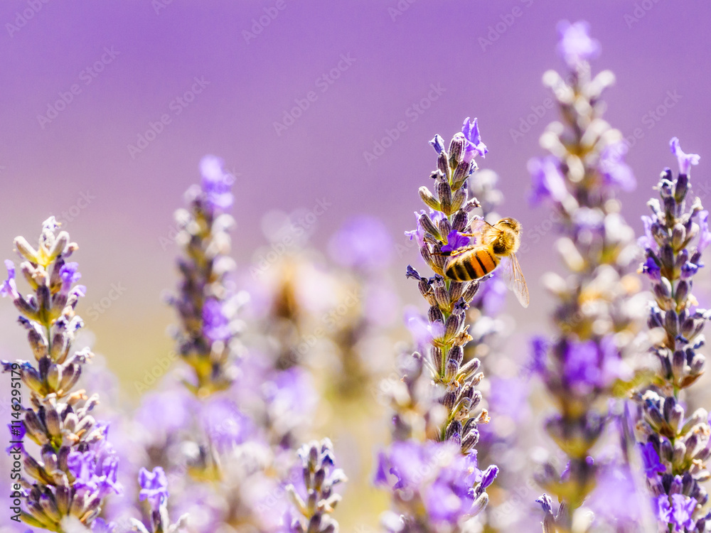 Obraz premium Lavender flower with bee, Provence France