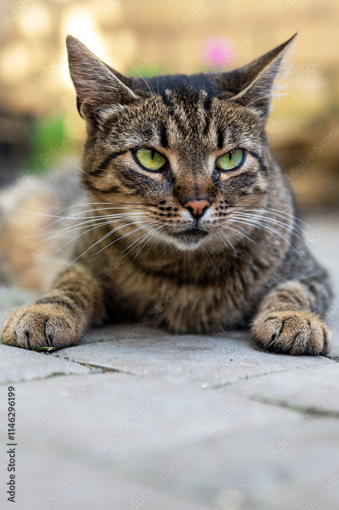 Portrait of a yard cat. Cat is lying in the yard close-up Portrait of a yard cat. Cat is lying in the yard close-up