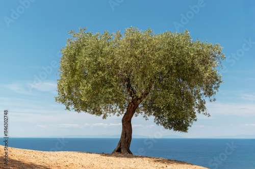 Beautiful olive tree stands alone on dry sandy hill by blue Aegean Sea. Typical Greek seascape on island of Thassos. Tourist destination, summer vacation, travel, holidays, explore Greece