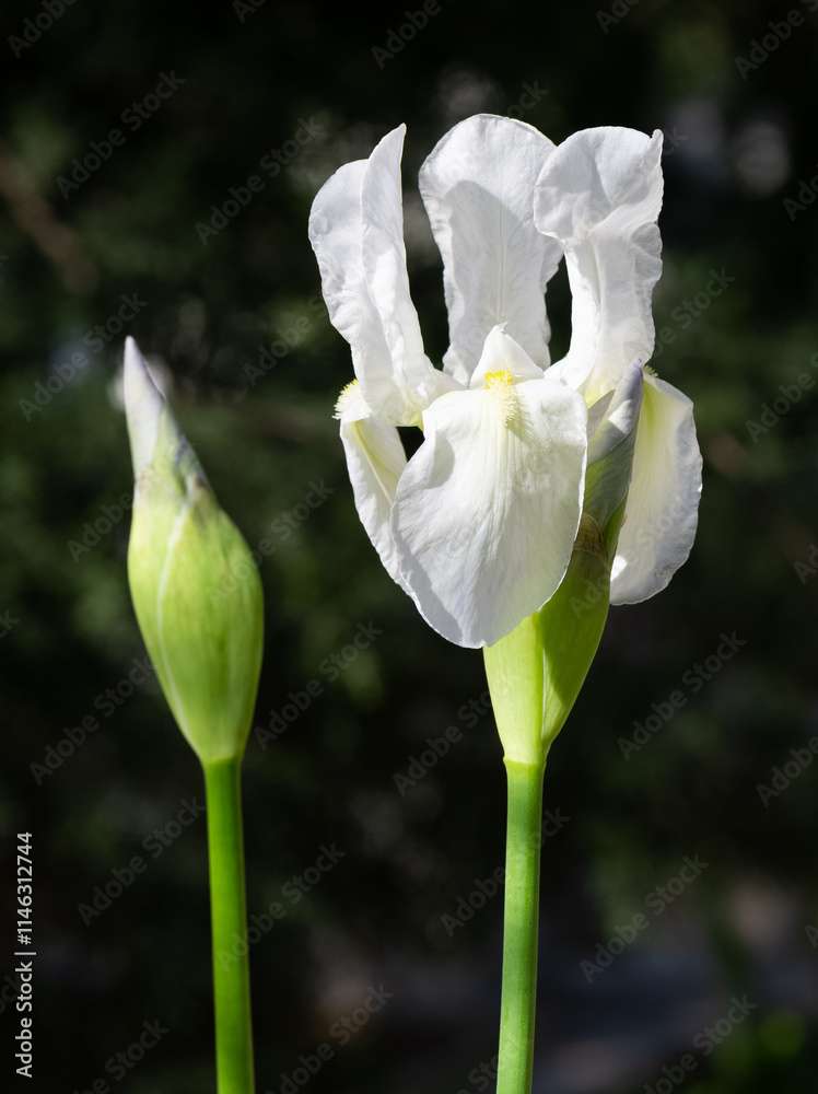 Obraz premium photos of various garden flowers, white lily