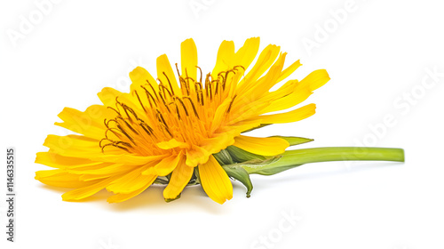 A vibrant yellow dandelion flower with delicate petals blooms in a lush green meadow, a symbol of springtime in nature