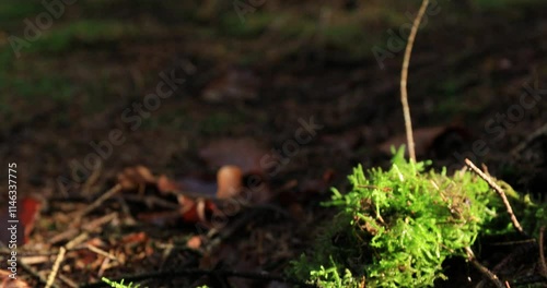 Wallpaper Mural Vibrant green moss patches grow amidst fallen brown leaves and forest debris, illuminated by warm, low-angled sunlight on a damp woodland floor. Torontodigital.ca