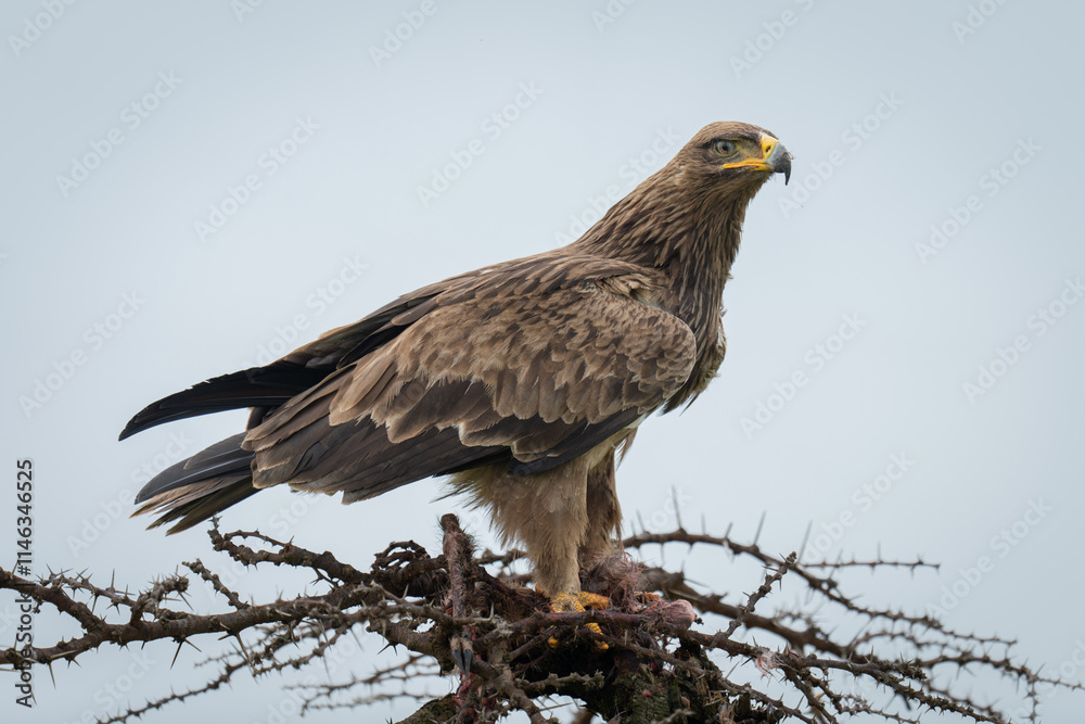 Steppe eagle on whistling thorn guarding carcase Steppe eagle on whistling thorn guarding carcase