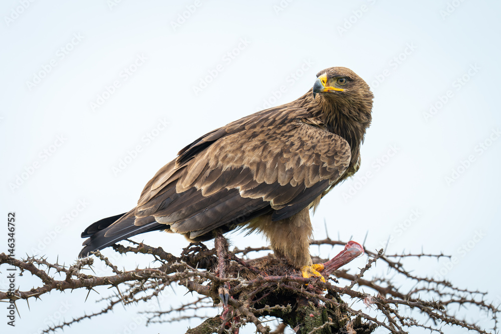 Steppe eagle holds carcase on whistling thorn Steppe eagle holds carcase on whistling thorn