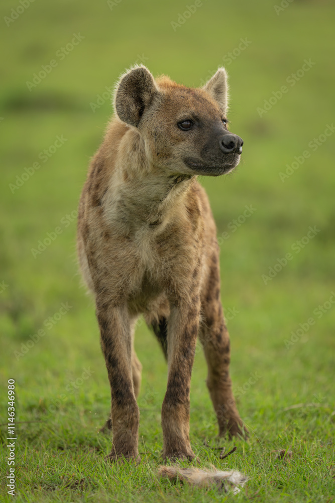 Spotted hyena stands on grass turning head Spotted hyena stands on grass turning head