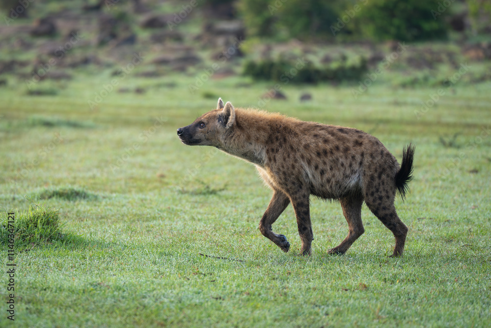 Spotted hyena crosses dewy grass lifting paw Spotted hyena crosses dewy grass lifting paw