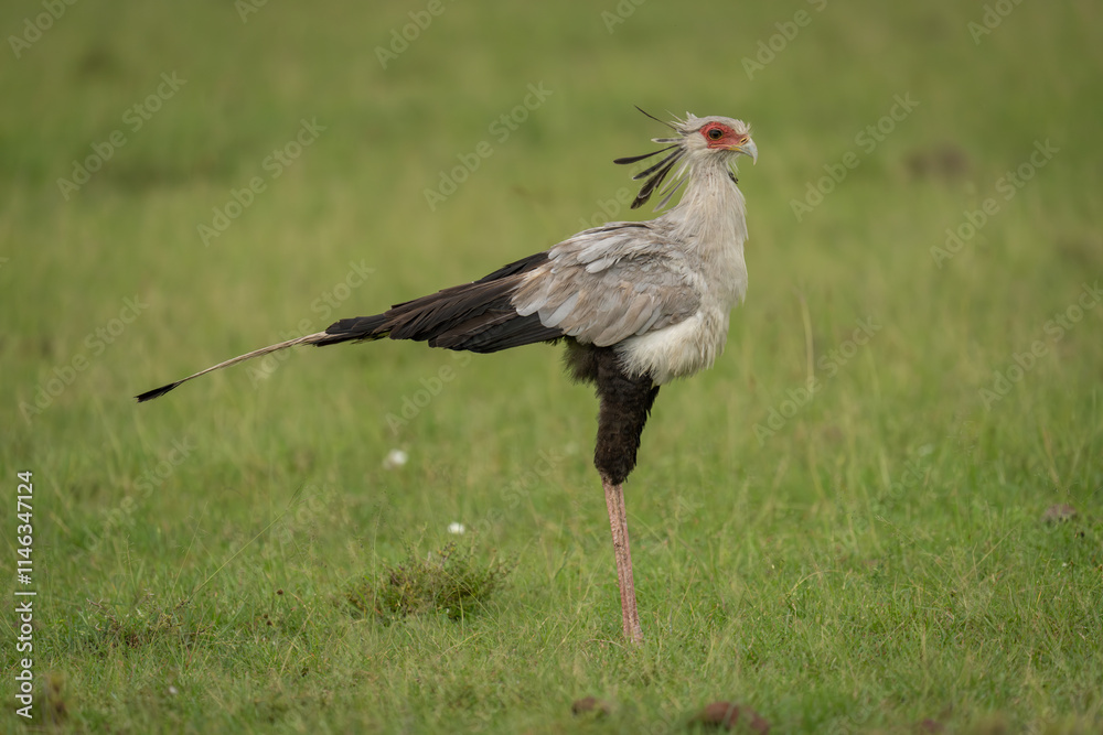 Fototapeta premium Secretary bird stands on savannah in profile