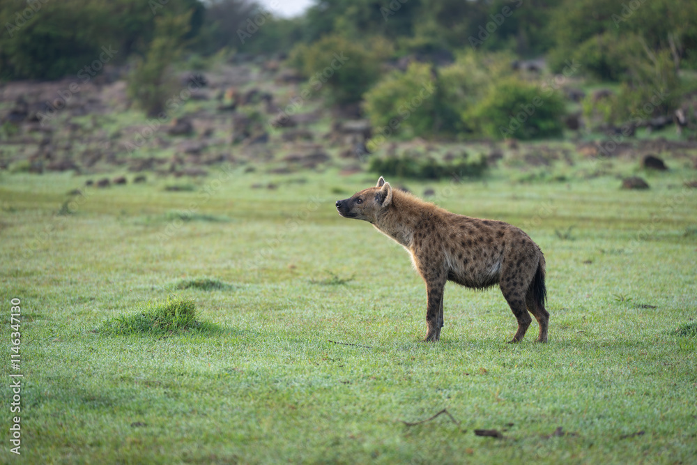Obraz premium Spotted hyena stands on grass looking up