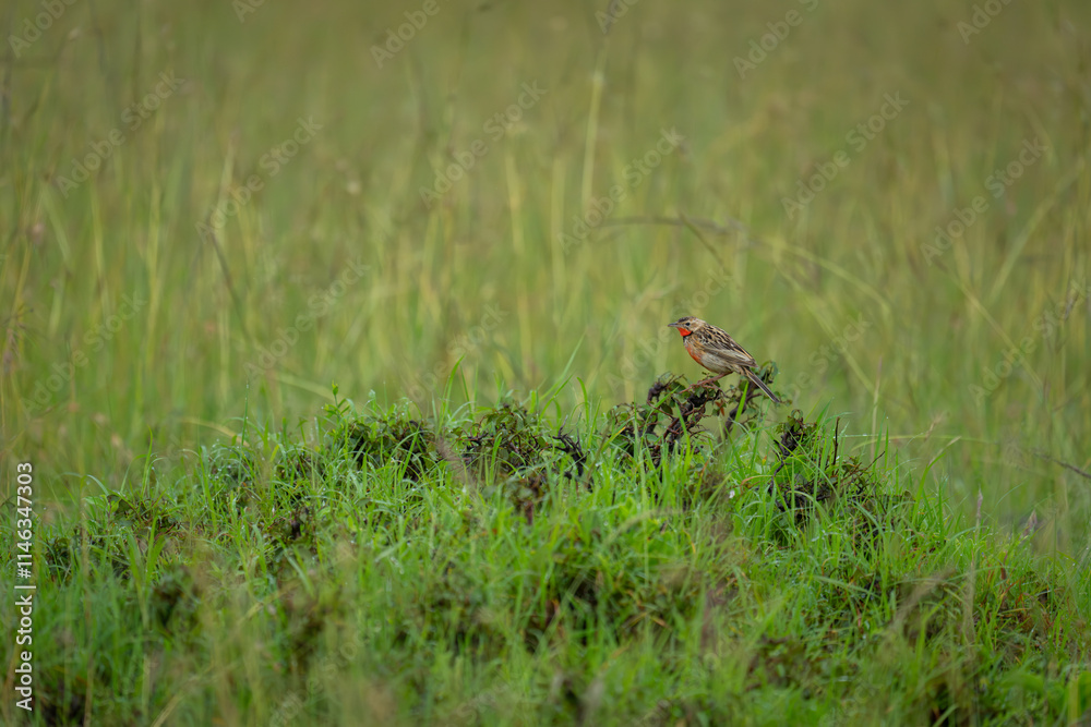 Rosy-breasted longclaw on leafy bush in grassland Rosy-breasted longclaw on leafy bush in grassland