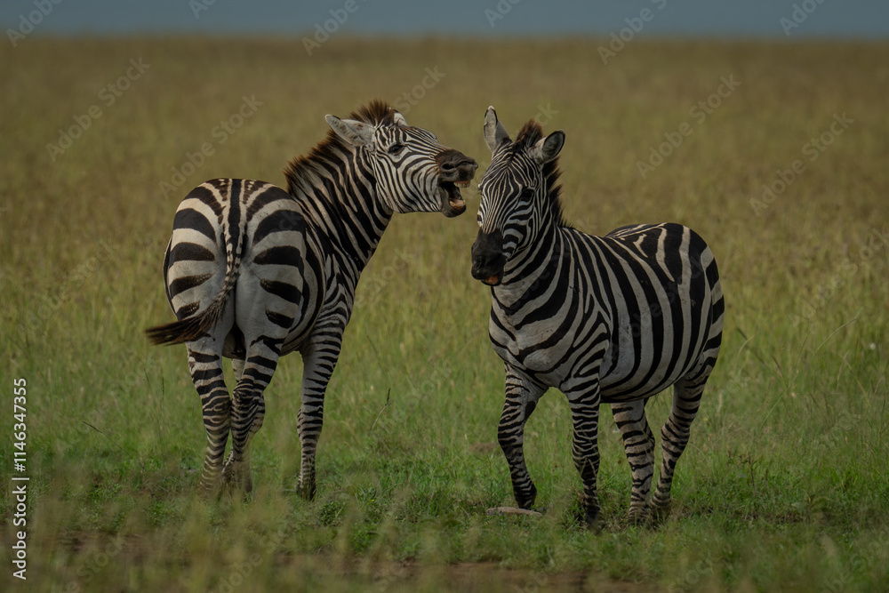 Obraz premium Plains zebra stands twisting to bite another