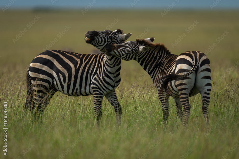Plains zebra stood biting another in grass Plains zebra stood biting another in grass