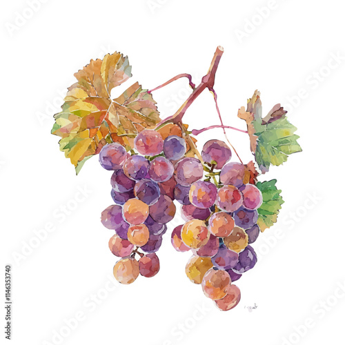 A watercolor painting of a cluster of ripe grapes on a vine, isolated on a white background. Grapes vine vector.

