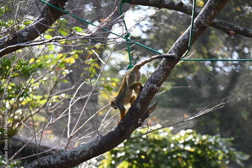 餌を狙うコモンリスザル