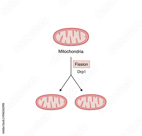 Mitochondrial fission, mitochondrion divides into two mitochondria. Drp1 protein. Mitochondrial biogenesis. Scientific vector illustration.