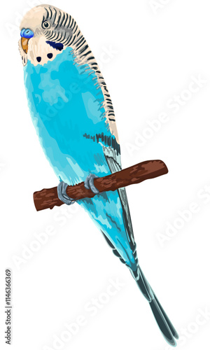 A blue budgie sitting on the branch