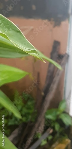 water drops on a plant on the rainy day