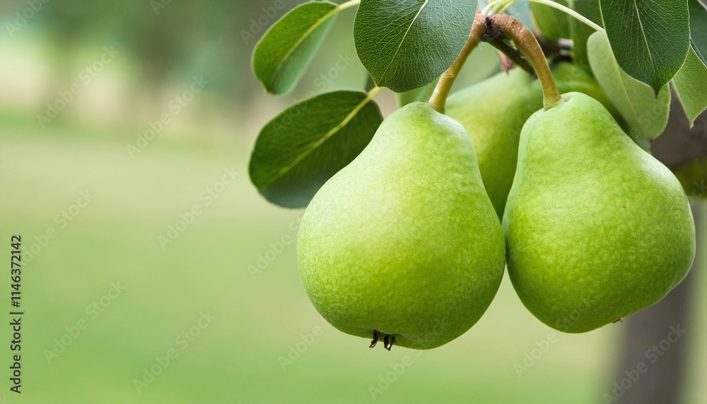 A close-up of two ripe pears hanging from a branch A close-up of two ripe pears hanging from a branch
