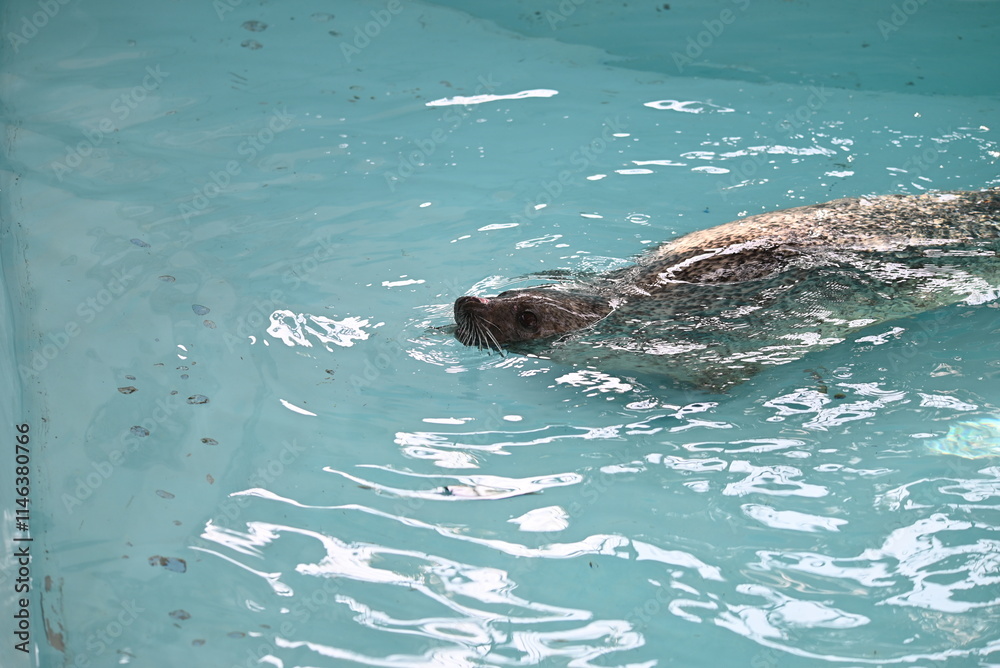 Obraz premium 魚を食べるゴマフアザラシ