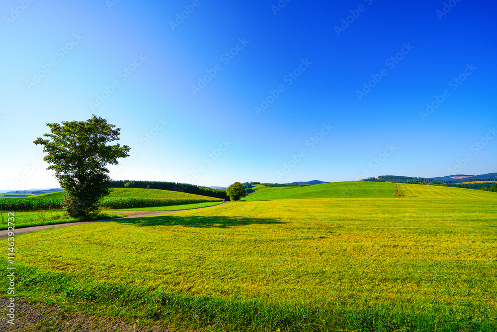 Obraz premium View of the green landscape near Oberhenneborn in the Sauerland. Hiking trails in nature. 