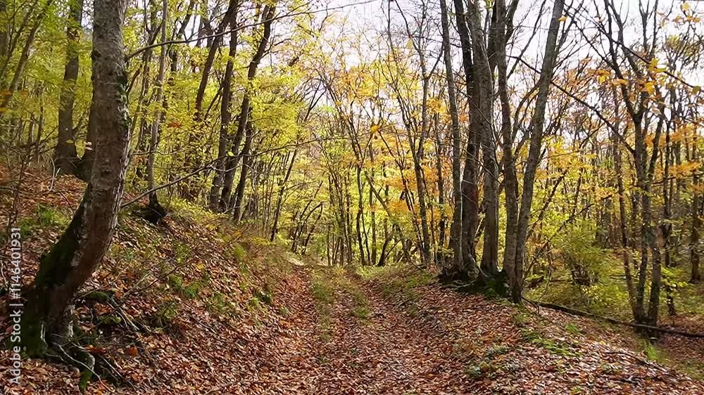autumn, forest, trees, tree, nature, fall, leaves, autumn, forest, trees, tree, nature, fall, leaves,