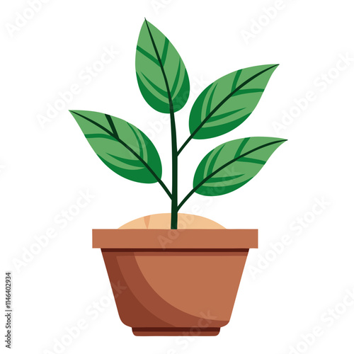Potted cast iron plant with vibrant green leaves displayed on a white background
