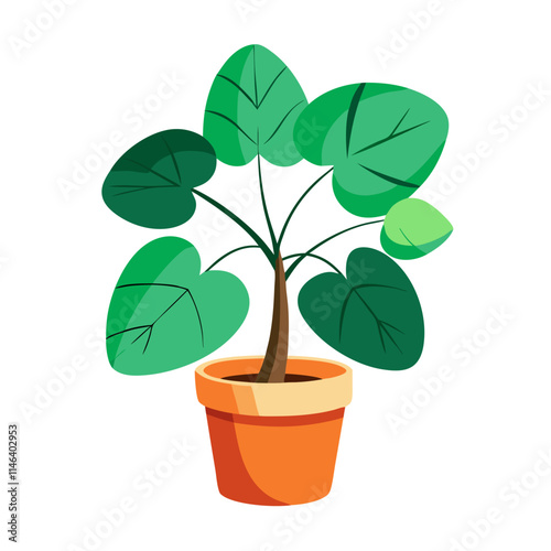 Potted Chinese Money Plant on a White Background for Modern Home Decor