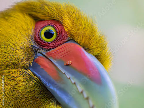 Saffron Toucanet or Araçari-Banana bird  of the Atlantic Forest - South East Brazil - South America (Pteroglossus bailloni)