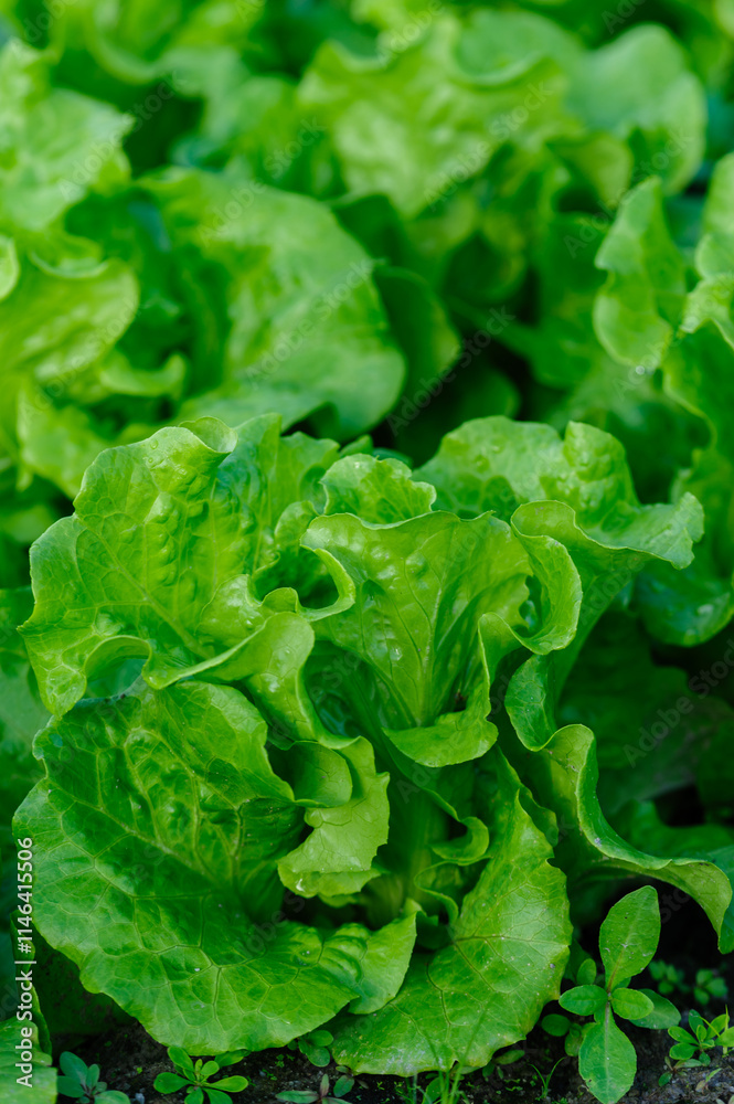 Green lettuce in growth at vegetable garden