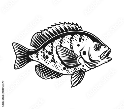 Bluegill Fish Vector Art and Illustration