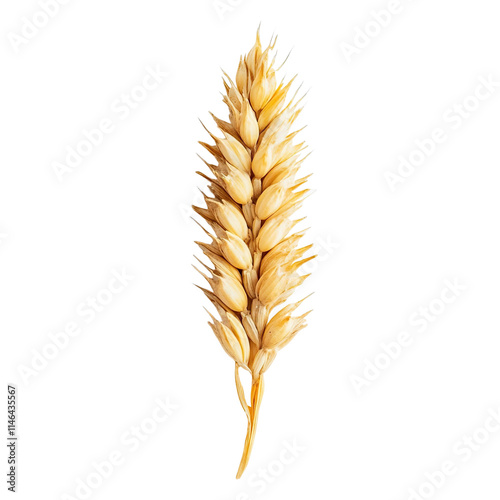 Extreme top view of a perfectly beautiful looking single spelt grain isolated on a white transparent background