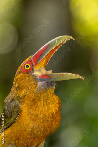 Saffron Toucanet or Araçari-Banana bird  of the Atlantic Forest eating Banana - South East Brazil - South America (Pteroglossus bailloni)