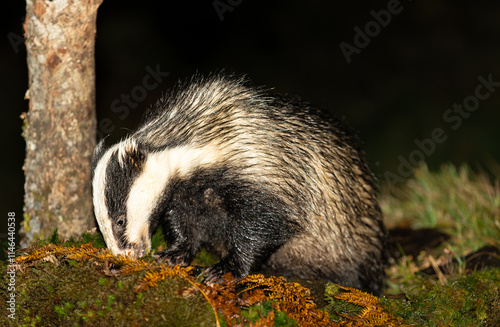 Badger, Scientific name: Meles Meles.  Wild, native badger foraging for food in the rain with his head down in green moss.  Horizontal.  Copy space photo
