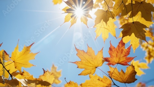 view from below to the sky through yellow leaves photo